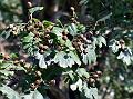 Black Fruit Hawthorn